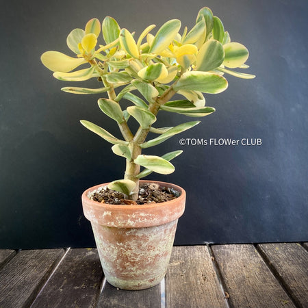 Crassula Ovata Albo-Variegata, bonsai tree, Geldbaum, Glücksbaum, organically grown sun loving succulent plants for sale at TOMsFLOWer CLUB.