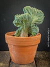 Myrtillocactus Geometrizans Cristata Blue, organically grown succulent plants and cactus for sale at TOMsFLOWer CLUB.