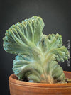 Myrtillocactus Geometrizans Cristata Blue, organically grown succulent plants and cactus for sale at TOMsFLOWer CLUB.