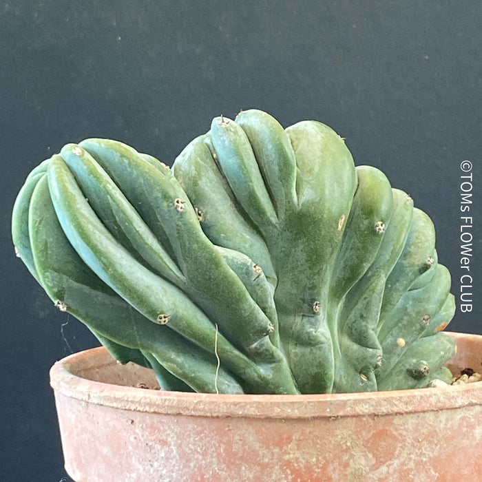 Myrtillocactus Geometrizans Cristata Blue