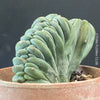 Myrtillocactus Geometrizans Cristata Blue, organically grown succulent plants for sale at TOMsFLOWer CLUB Myrtillocactus Geometrizans Cristata Crested Blue Myrtle Cactus Rare cactus varieties Succulent plants Ornamental cactus Cactus for indoor gardening Unusual cactus shapes How to care for Myrtillocactus Geometrizans Cristata Growing cacti Desert plants.