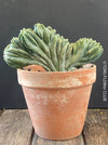 Myrtillocactus Geometrizans Cristata Blue, organically grown succulent plants for sale at TOMsFLOWer CLUB Myrtillocactus Geometrizans Cristata Crested Blue Myrtle Cactus Rare cactus varieties Succulent plants Ornamental cactus Cactus for indoor gardening Unusual cactus shapes How to care for Myrtillocactus Geometrizans Cristata Growing cacti Desert plants.