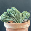 Myrtillocactus Geometrizans Cristata Blue, organically grown succulent plants for sale at TOMsFLOWer CLUB Myrtillocactus Geometrizans Cristata Crested Blue Myrtle Cactus Rare cactus varieties Succulent plants Ornamental cactus Cactus for indoor gardening Unusual cactus shapes How to care for Myrtillocactus Geometrizans Cristata Growing cacti Desert plants.