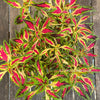 Solenostemon scutellarioides / Coleus, organically grown tropical plants for sale at TOMsFLOWer CLUB