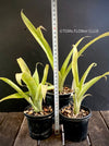Bromelia Bilbergia decora, organically grown tropical plants for sale at TOMsFLOWer CLUB.
