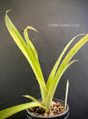 Bromelia Bilbergia decora, organically grown tropical plants for sale at TOMsFLOWer CLUB.