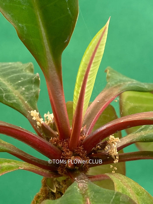Euphorbia Leuconeura, organically grown succulent plants for sale at TOMsFLOWer CLUB.