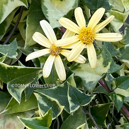 Senecio Macroglossus Variegata, yellow flowering ivy, organically grown succulent plants for sale at TOMsFLOWer CLUB.