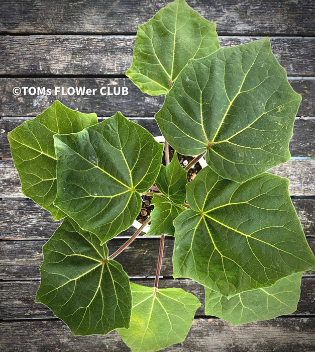 Uncarina Grandidieri, organically grown tropical plants for sale at TOMs FLOWer CLUB.