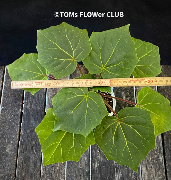 Uncarina Grandidieri, organically grown tropical plants for sale at TOMs FLOWer CLUB.