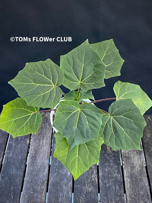 Uncarina Grandidieri, organically grown tropical plants for sale at TOMs FLOWer CLUB.