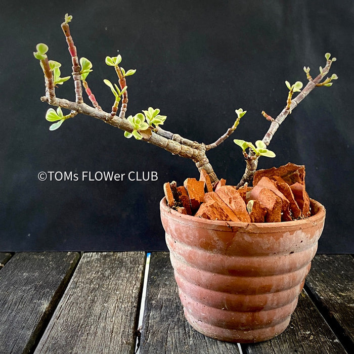 Portulacaria Afra Aurea Variegata, bonsai tree in clay pot, cat friendly, money tree, organically grown succulent plants for sale at TOMsFLOWer CLUB, bonsai Bäumchen, bonsai baum, variegata, panaschiert