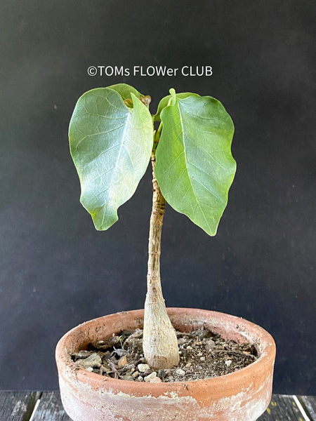 Bombax Ellipticum, shaving brush tree, cotton tree, organically grown tropical plants for sale at TOMs FLOWer CLUB.