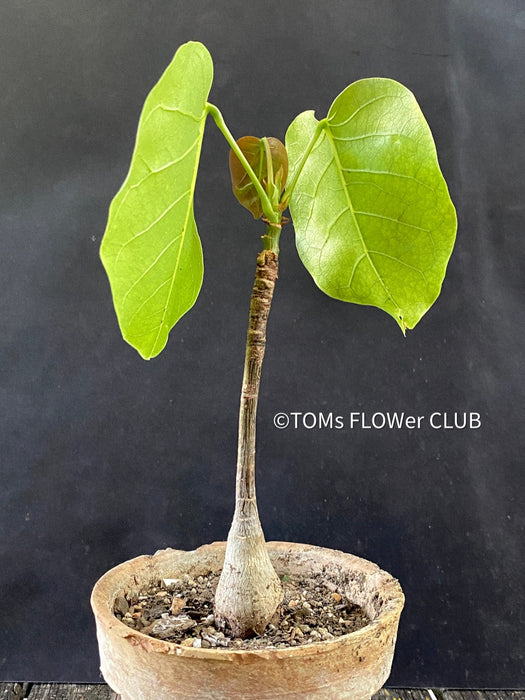 Bombax Ellipticum, shaving brush tree, cotton tree, organically grown tropical plants for sale at TOMs FLOWer CLUB.