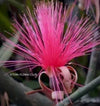 red flowering Bombax Ellipticum, shaving brush tree, cotton tree, organically grown tropical plants for sale at TOMs FLOWer CLUB.