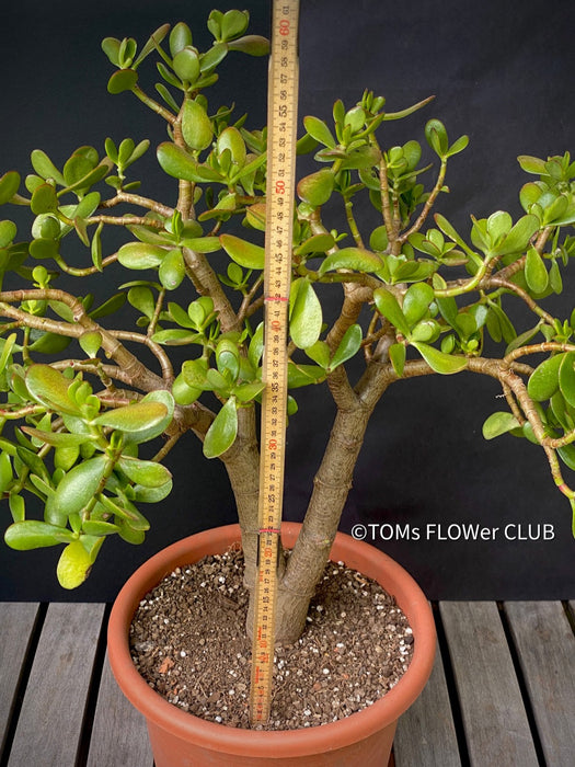 Bonsai Tree, Crassula Ovata, Geldbaum, money tree, organically grown sun loving succulent plants for sale at TOMsFLOWer CLUB.