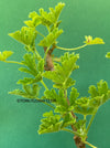 Pelargonium graveolens - Scented / Rose Pelargonium, organically grown tropical plants for sale at TOMsFLOWer CLUB.