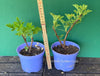 Pelargonium graveolens - Scented / Rose Pelargonium, organically grown tropical plants for sale at TOMsFLOWer CLUB.