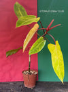 Tropical aroid, Philodendron Painted Lady, organically grown tropical plants for sale at TOMsFLOWer CLUB.