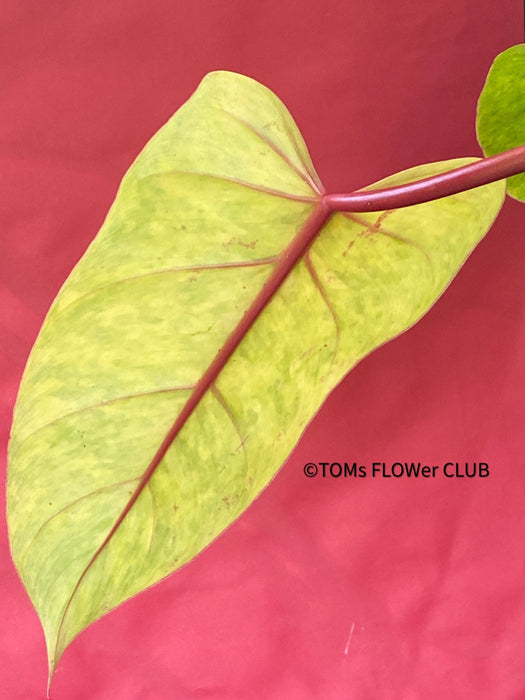 Tropical aroid, Philodendron Painted Lady, organically grown tropical plants for sale at TOMsFLOWer CLUB.