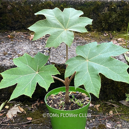 TOMs FLOWer CLUB, Reispapierbaum, Tetrapanax papyrifer Rice-paper plant Chinese rice-paper tree Tetrapanax papyrifer care Tetrapanax papyrifer propagation Tetrapanax papyrifer uses Tetrapanax papyrifer medicinal properties Tetrapanax papyrifer landscaping Tetrapanax papyrifer pruning Tetrapanax papyrifer varieties Tetrapanax papyrifer zone (specify appropriate USDA hardiness zone) for sale common names cultivation ornamental plant leaves growth habits landscape design landscape ideas garden uses