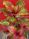 Solenostemon scutellarioides / Coleus, organically grown tropical plants for sale at TOMsFLOWer CLUB