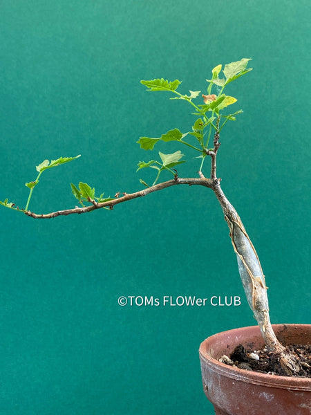 Bursera fagaroides / Scented Bursera, organically grown tropical plants for sale at TOMs FLOWer CLUB.