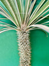 Pachypodium geayi, organically grown succulent plants for sale at TOMsFLOWer CLUB.