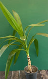 Yucca Elephantipes Yucca plant Indoor plant Yucca care Houseplant Yucca for sale TOMs FLOWer CLUB Succulent Yucca Elephantipes care Easy care plant Tropical plant Ornamental plant Yucca houseplant Yucca tree Yucca care tips Plant lover Interior decor Greenery Indoor gardening Yucca growth