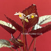 Begonia Rex Jolly Silver Tropical plants for sale Organically grown plants Houseplants Indoor gardening Unique houseplants Exotic plants Begonia collection Botanical beauty Urban jungle Plant lovers Plant decor Leafy goodness Urban planting Home green home Plant addict Greenery Plant obsession TOMsFLOWer CLUB Plant enthusiasts