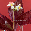 Begonia Rex Jolly Silver Tropical plants for sale Organically grown plants Houseplants Indoor gardening Unique houseplants Exotic plants Begonia collection Botanical beauty Urban jungle Plant lovers Plant decor Leafy goodness Urban planting Home green home Plant addict Greenery Plant obsession TOMsFLOWer CLUB Plant enthusiasts