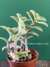 Tradescantia Sillamontana for Sale Fuzzy Leaf Tradescantia Unique Houseplant Variety Indoor Plant Shopping TOMs FLOWer CLUB Collection Exotic Plant Selection Indoor Plant Decor Easy Care Houseplant Trailing Plant Species Decorative Foliage Plant Indoor Plant Enthusiasts Stylish Plant Decor Rare and Unusual Plants Colorful Indoor Plants Succulent-Like Tradescantia Low-Maintenance Plants Trendy Indoor Greenery Exquisite Leaf Texture Leafy Green Beauties Indoor Plant Treasures
