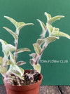 Tradescantia Sillamontana for Sale Fuzzy Leaf Tradescantia Unique Houseplant Variety Indoor Plant Shopping TOMs FLOWer CLUB Collection Exotic Plant Selection Indoor Plant Decor Easy Care Houseplant Trailing Plant Species Decorative Foliage Plant Indoor Plant Enthusiasts Stylish Plant Decor Rare and Unusual Plants Colorful Indoor Plants Succulent-Like Tradescantia Low-Maintenance Plants Trendy Indoor Greenery Exquisite Leaf Texture Leafy Green Beauties Indoor Plant Treasures