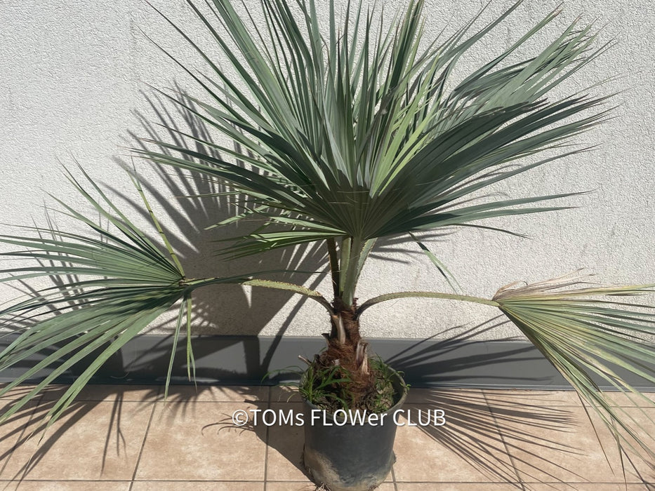 Brahea armata palm tree, blue hesperid palm, organically grown plants for sale at TOMs FLOWer CLUB, Brahea glauca, Brahea roezlii, Erythea armata, Erythea elegans, Blue Mexican palm, Blue Hesper palm