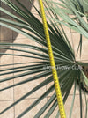 Brahea armata palm tree, blue hesperid palm, organically grown plants for sale at TOMs FLOWer CLUB.