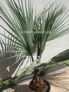 Brahea armata palm tree, blue hesperid palm, organically grown plants for sale at TOMs FLOWer CLUB.