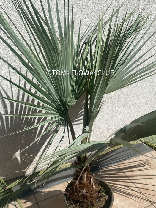 Brahea armata palm tree, blue hesperid palm, organically grown plants for sale at TOMs FLOWer CLUB.