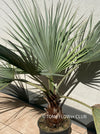 Brahea armata palm tree, blue hesperid palm, organically grown plants for sale at TOMs FLOWer CLUB.