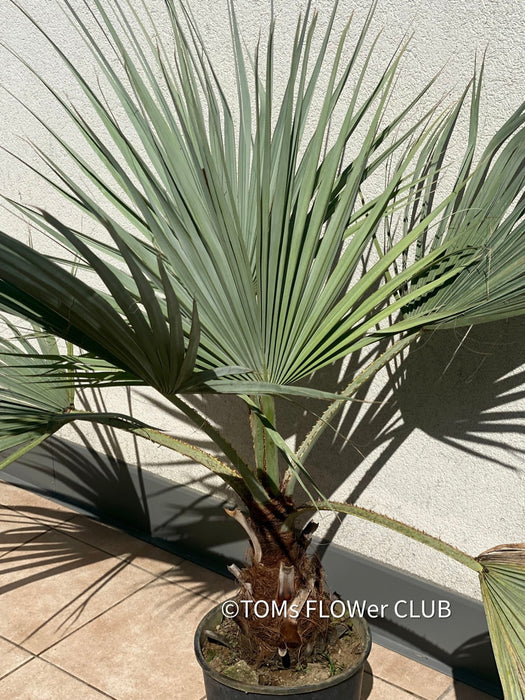 Brahea armata palm tree, blue hesperid palm, organically grown plants for sale at TOMs FLOWer CLUB.