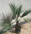 Brahea armata palm tree, blue hesperid palm, organically grown plants for sale at TOMs FLOWer CLUB.