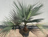 Brahea armata palm tree, blue hesperid palm, organically grown plants for sale at TOMs FLOWer CLUB.