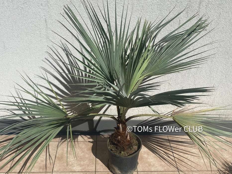 Brahea armata palm tree, blue hesperid palm, organically grown plants for sale at TOMs FLOWer CLUB.