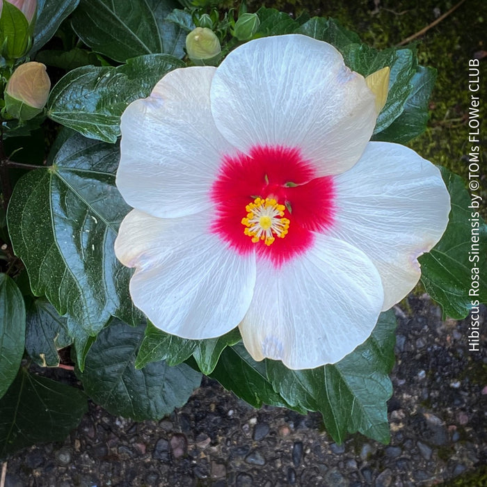 Hibiscus Rosa-sinensis, white flowering, organically grown tropical plants for sale at TOMs FLOWer CLUB.
