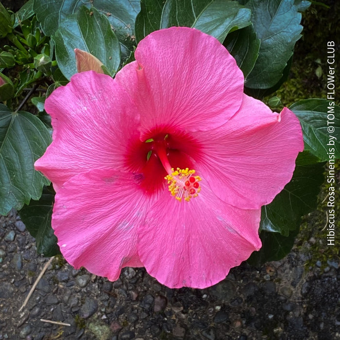 Hibiscus Rosa-sinensis, pink flowering, organically grown tropical plants for sale at TOMs FLOWer CLUB.