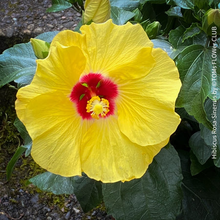 Hibiscus Rosa-sinensis, yellow flowering, organically grown tropical plants for sale at TOMs FLOWer CLUB.