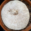 Winter dormant Ibervillea Lindheimeri, organically grown tropical plants for sale at TOMs FLOWer CLUB, caudex, Kodex, Stamm, Wasserspeicher, for sale at TOMs FLOWer CLUB