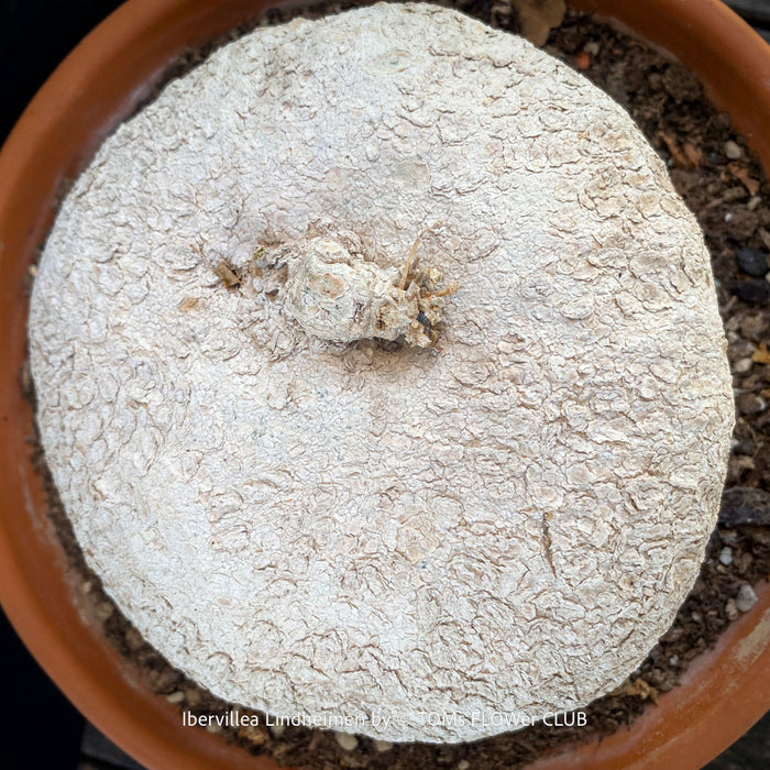 Winter dormant Ibervillea Lindheimeri, organically grown tropical plants for sale at TOMs FLOWer CLUB, caudex, Kodex, Stamm, Wasserspeicher, for sale at TOMs FLOWer CLUB