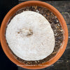 Dormant Ibervillea Lindheimeri, organically grown tropical plants for sale at TOMs FLOWer CLUB, caudex, Kodex, Stamm, Wasserspeicher, for sale at TOMs FLOWer CLUB
