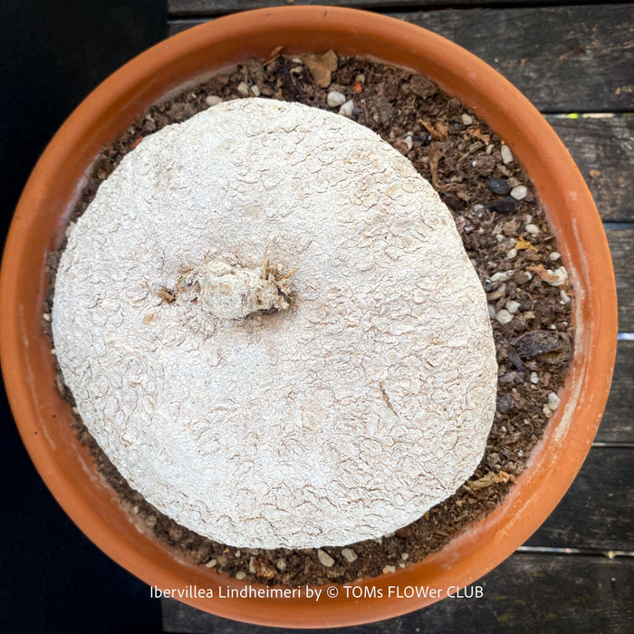 Dormant Ibervillea Lindheimeri, organically grown tropical plants for sale at TOMs FLOWer CLUB, caudex, Kodex, Stamm, Wasserspeicher, for sale at TOMs FLOWer CLUB