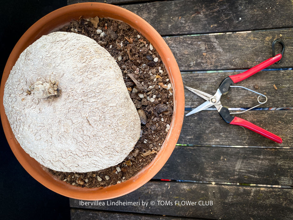 cutting back the Ibervillea Lindheimeri prior the winter dormancy, organically grown tropical plants for sale at TOMs FLOWer CLUB, caudex, Kodex, Stamm, Wasserspeicher, for sale at TOMs FLOWer CLUB